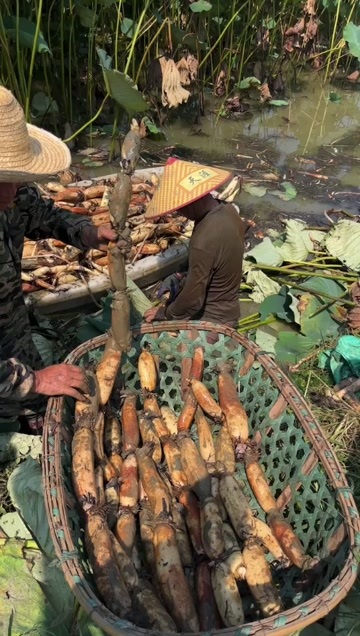 洪湖煨汤粉藕，原产地自采直销