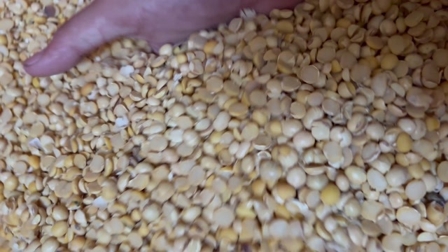 长沙碎黄豆 牛羊饲养上地施肥