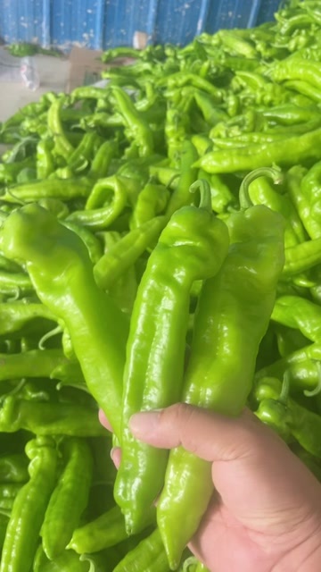 蒲城县青泡椒