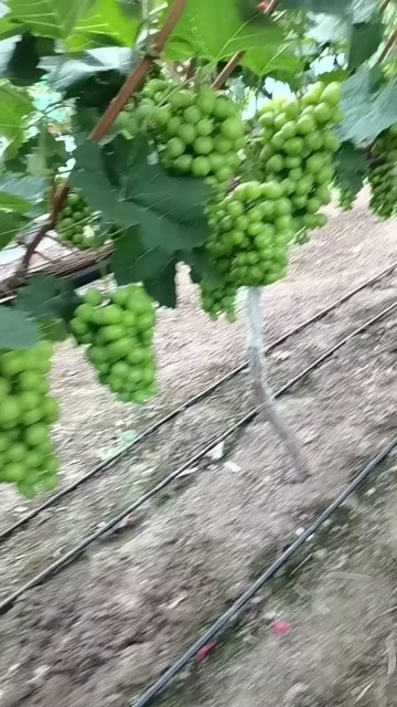 南京阳光玫瑰