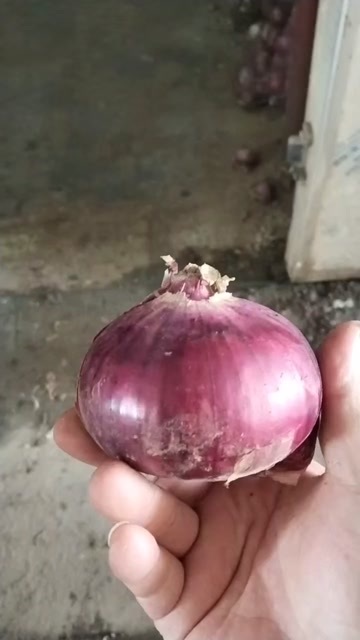 开封洋葱
