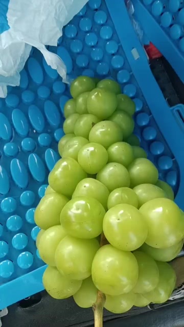 沅江市葡萄