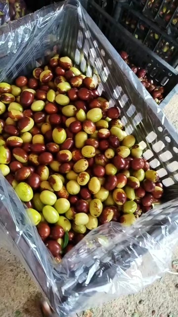 夏县枣
