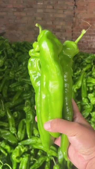 蒲城县青泡椒