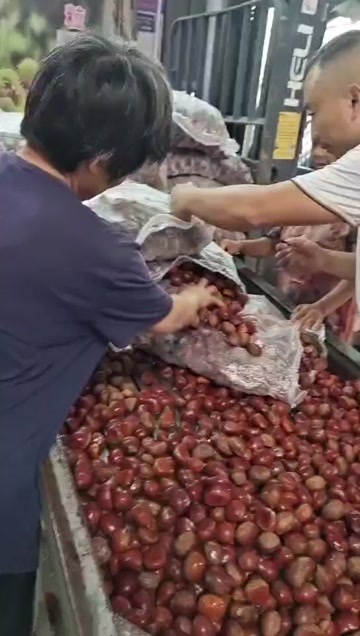 广州板栗