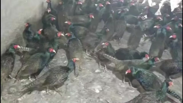 1500只现货孔雀蓝山鸡，批发零售
