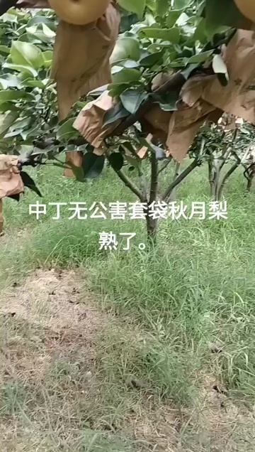 云梦县甜度高秋月梨！