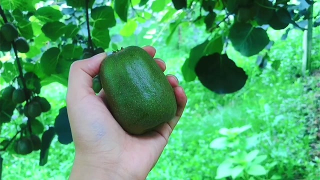 蒲江县四川蒲江红心猕猴桃