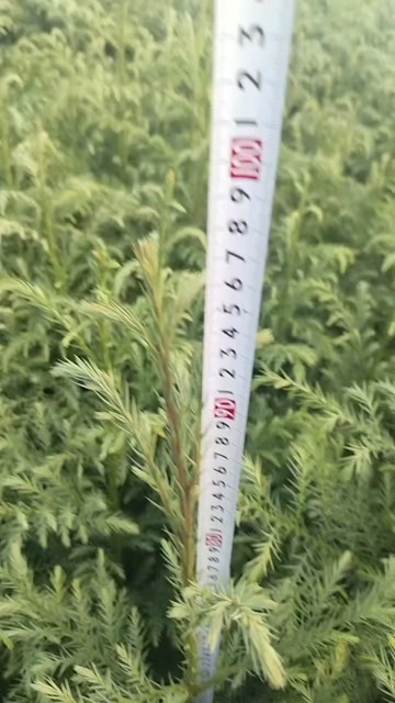 石林县柳杉