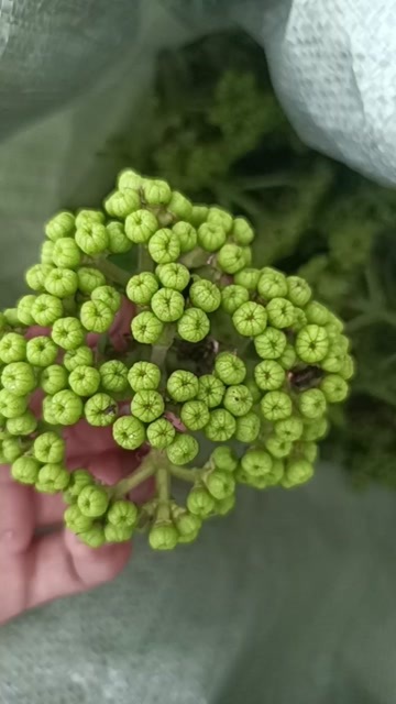马关县出售新货和苗