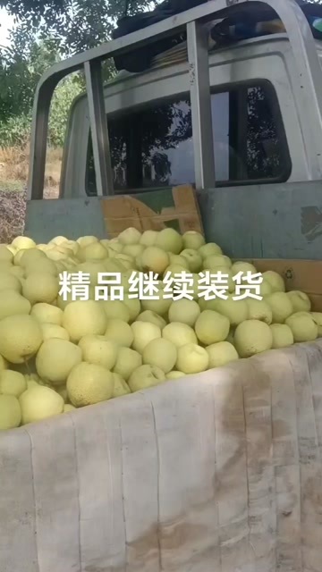 乾县酥梨