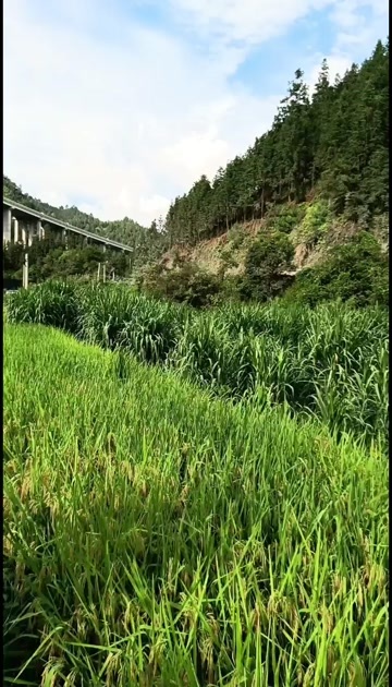 榕江县牧草