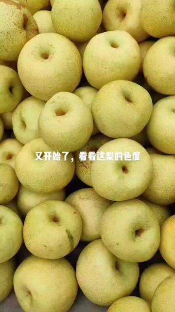 宁陵县酥梨