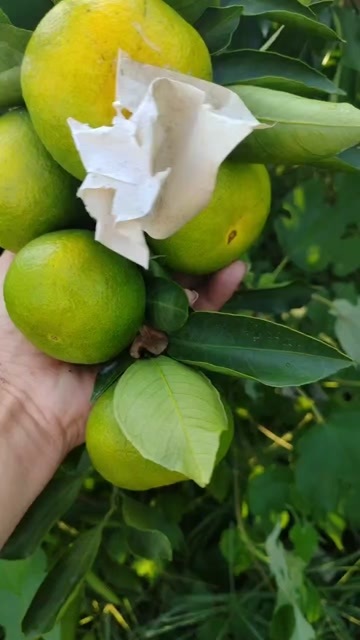资阳早熟蜜橘大量上市，大量现货
