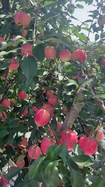 绥中县绥中小张果蔬代收代办主销售苹果