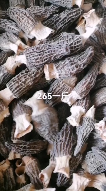 羊肚菌