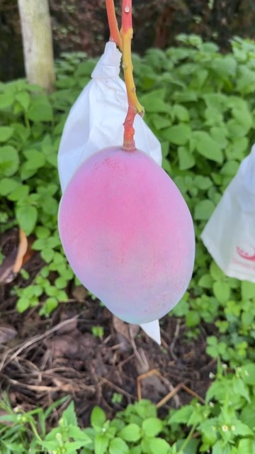 盐边县攀枝花芒果，自家种的，海拔1400米，黄土种植，晚熟型