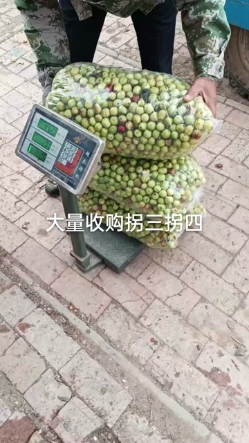 滨州产地直销冬枣，婆枣，枣翠王，量大价优，欢迎咨询