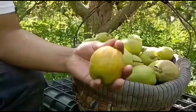 库尔勒市库尔勒香梨新货，大量批发落地配一件代发包邮