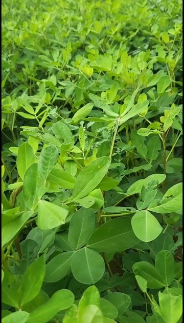 阜平县黑花生