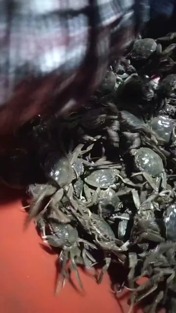 盘锦盘锦河蟹大量出货
