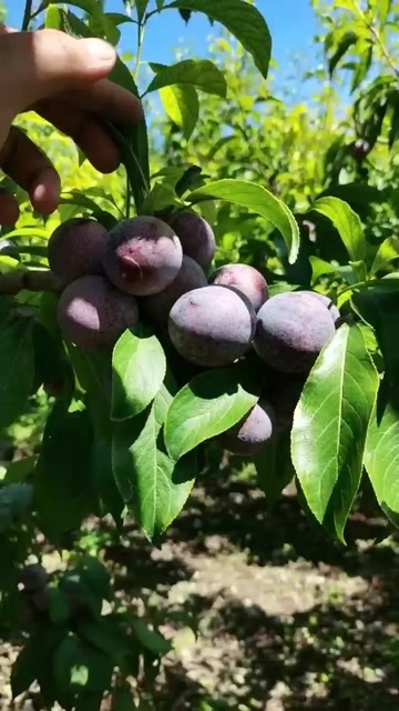 茂县四川茂县水西脆红李，皮薄多汁