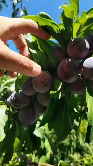 茂县阳光充足，自然成熟，脆甜多汁，皮薄多汁
