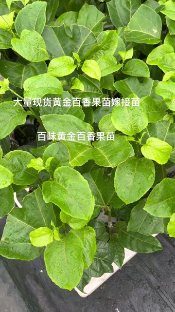 化州市百香果苗