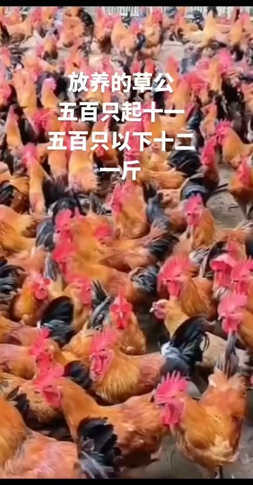 放养公鸡黑腿均重4斤半