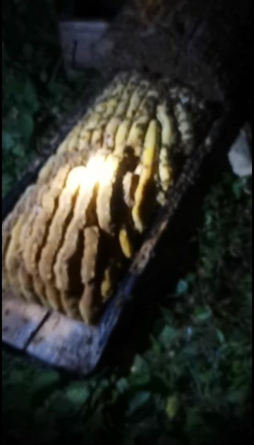 青川县土蜂蜜，一年取一次，需要的朋友联系