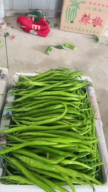 蒲城县线椒