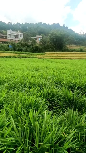 盘州市贵州，云南，大黄姜，二黄姜，小姜，有需要的老板看过来