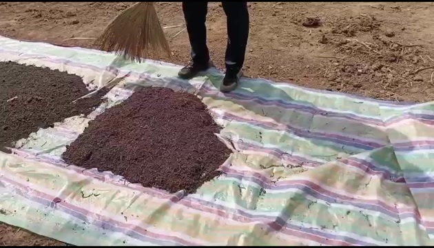 渑池县大平2号蚯蚓