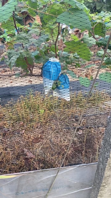 长兴县阳光玫瑰葡萄