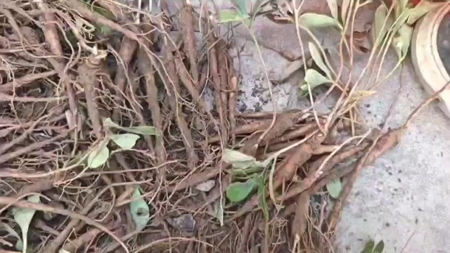 襄汾县芍药苗