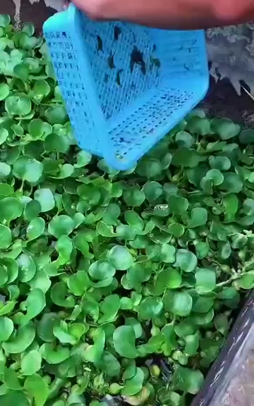 小甲鱼苗批发多中华鳖大苗水鱼团鱼甲鱼苗