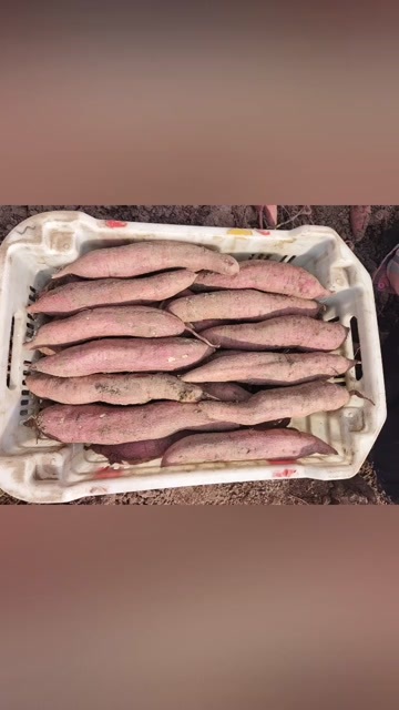文水县白心红薯，嘎嘎甜