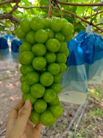 渭南阳光玫瑰