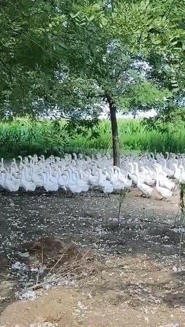 郓城县大白鹅苗