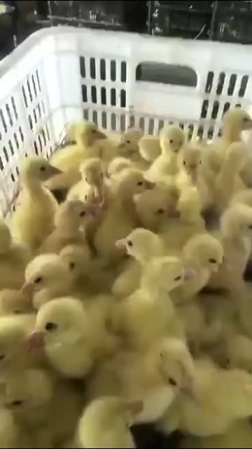 沭阳县出售各种品种的鹅苗