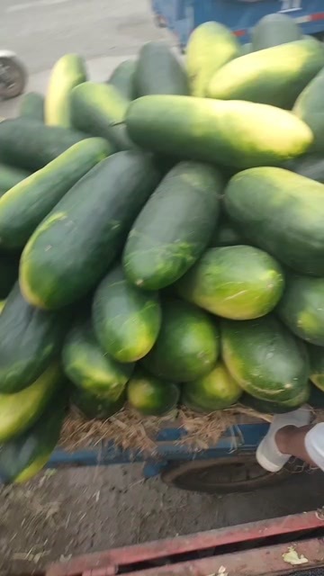 临颍县黑皮冬瓜