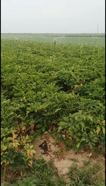 钟祥市鲜白芷