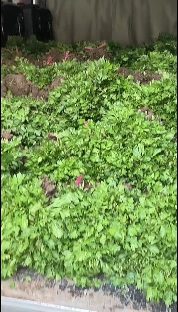 滑县优质芹菜苗，法国皇后，