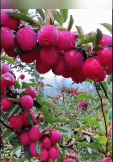 宽甸县鸡心苹果