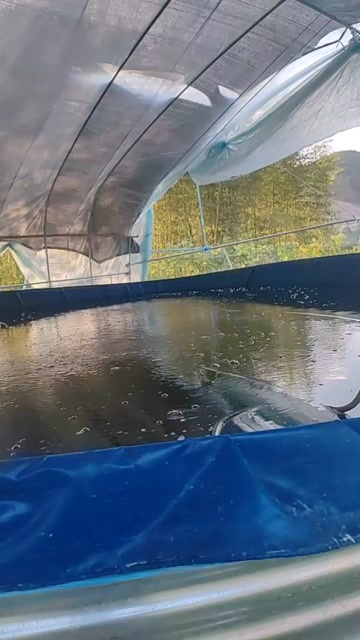歙县黄骨鱼