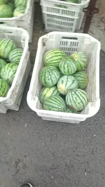 文水县大量有货，美都麒麟