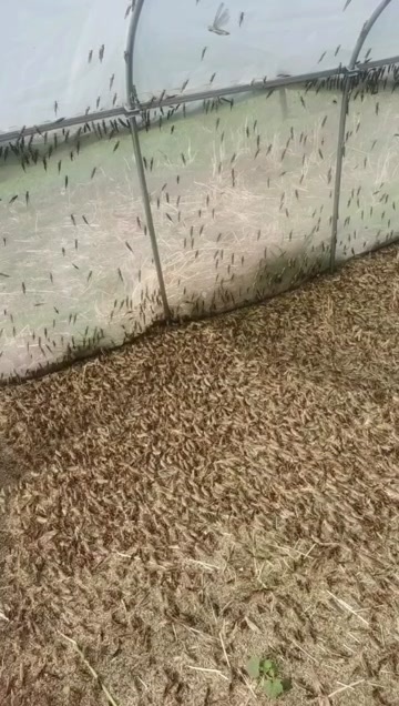 青岛蚂蚱