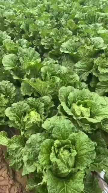 青铜峡市玲珑黄大白菜大量有货净菜毛菜都有，需要的老板速速联系品质好的