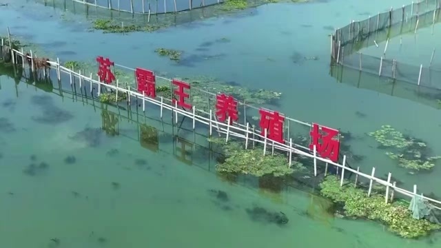 智尊之选苏霸王阳澄湖镇大闸蟹新品企业团购员工福利社区团购集采劵