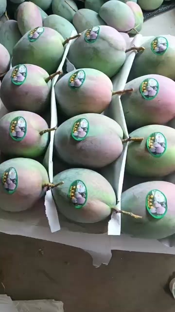 英山县凯特芒